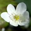 hepatica nobilis alba - abriachan nurseries loch ness garden
